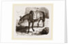 Mule by Anonymous