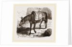 Mule by Anonymous