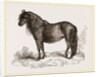 Welsh Pony by Anonymous