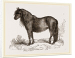 Welsh Pony by Anonymous