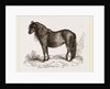 Welsh Pony by Anonymous