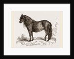 Welsh Pony by Anonymous