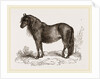 Welsh Pony by Anonymous