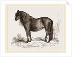 Welsh Pony by Anonymous