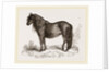 Welsh Pony by Anonymous