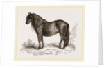 Welsh Pony by Anonymous