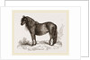 Welsh Pony by Anonymous