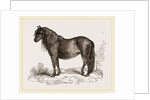 Welsh Pony by Anonymous