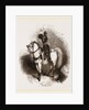 Arabian Horse by Anonymous