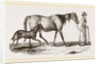 English cart Horse by Anonymous