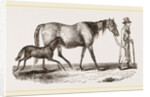 English cart Horse by Anonymous