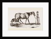 English cart Horse by Anonymous