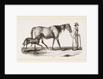 English cart Horse by Anonymous