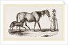 English cart Horse by Anonymous