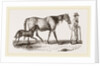 English cart Horse by Anonymous