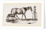 English cart Horse by Anonymous