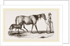 English cart Horse by Anonymous