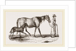 English cart Horse by Anonymous