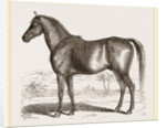 English cart Horse by Anonymous