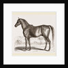 English cart Horse by Anonymous