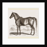 English cart Horse by Anonymous