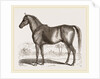 English cart Horse by Anonymous
