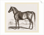 English cart Horse by Anonymous