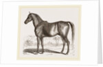 English cart Horse by Anonymous
