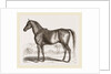 English cart Horse by Anonymous