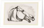 Horse's Head by Anonymous