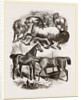 Group of Horses by Anonymous