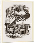 Group of Horses by Anonymous