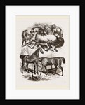 Group of Horses by Anonymous