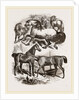 Group of Horses by Anonymous