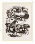 Group of Horses by Anonymous