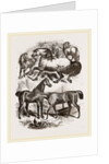 Group of Horses by Anonymous