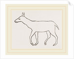 Anoplotherium by Anonymous