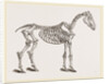 Skeleton of Horse by Anonymous