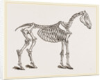Skeleton of Horse by Anonymous