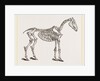 Skeleton of Horse by Anonymous