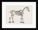 Skeleton of Horse by Anonymous