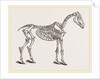 Skeleton of Horse by Anonymous