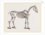 Skeleton of Horse by Anonymous