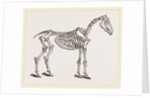 Skeleton of Horse by Anonymous