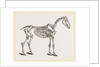Skeleton of Horse by Anonymous
