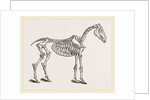 Skeleton of Horse by Anonymous