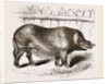Domestic Hog by Anonymous