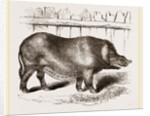 Domestic Hog by Anonymous