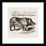 Domestic Hog by Anonymous