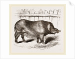 Domestic Hog by Anonymous